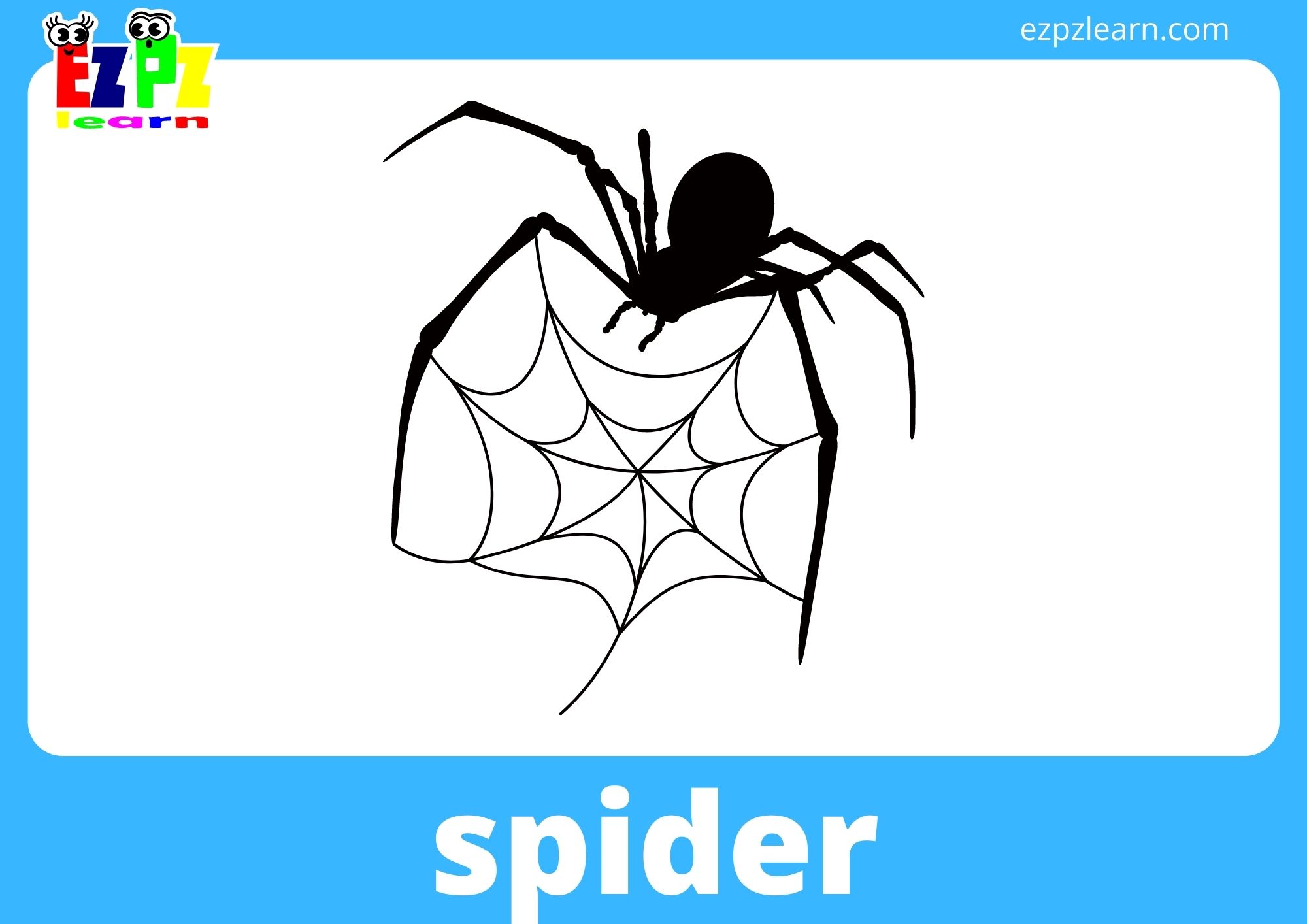 spider